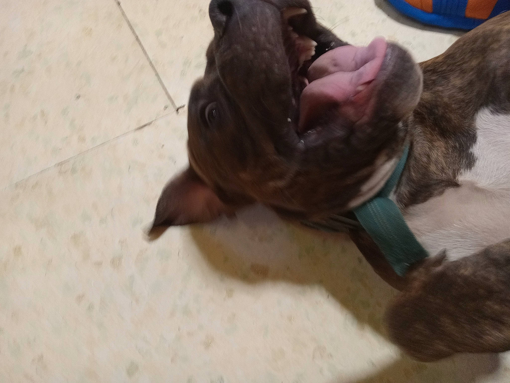 Hulk joined the competition — help win amazing prizes! canidae, carnivore, claw, comfort, companion_dog, dog, dog_breed, felidae, flooring, fur, gesture, hardwood, liver, paw, small_to_medium_sized_cats, tail, terrestrial_animal, whiskers, wood, working_animal