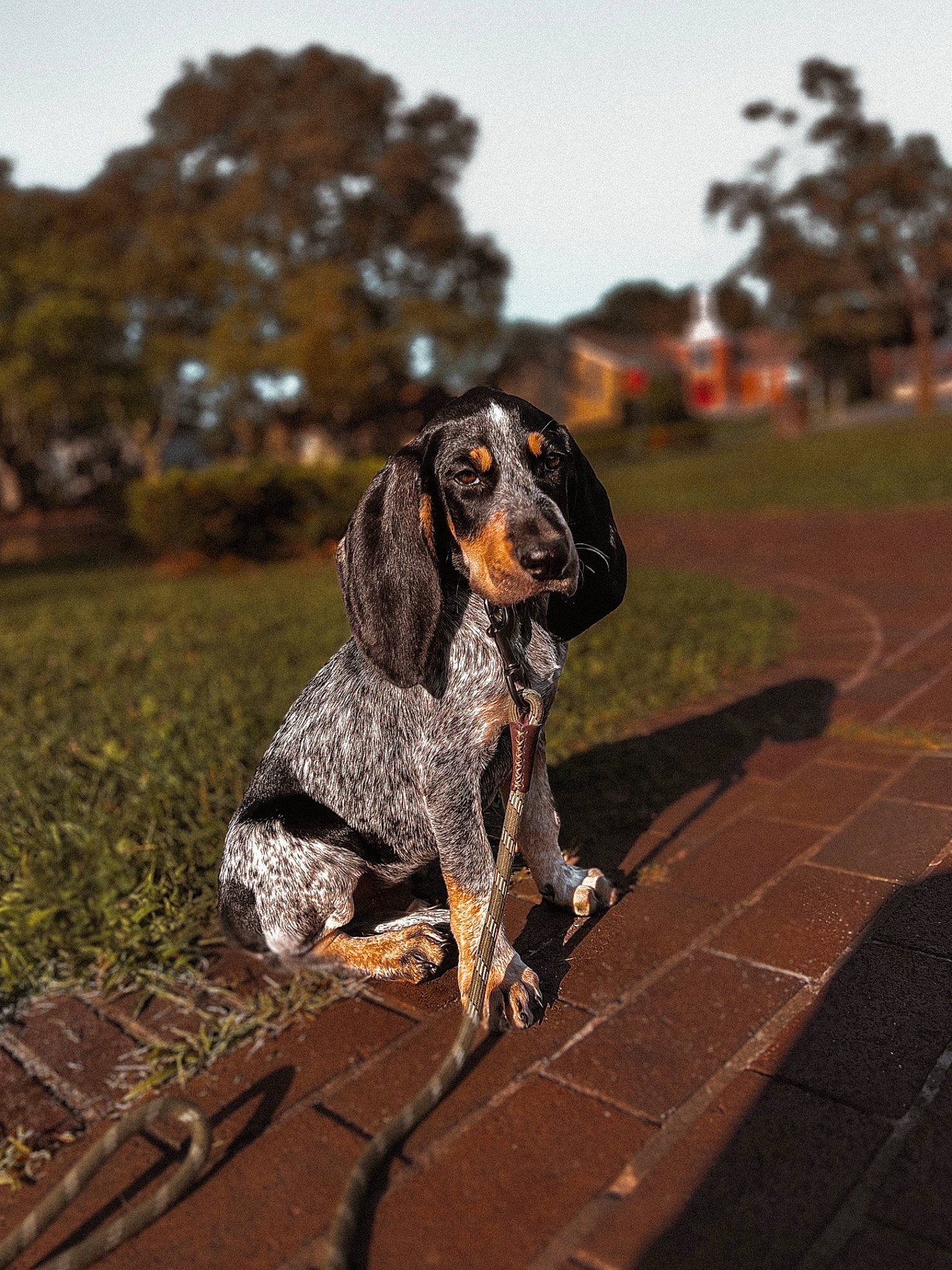 Benny joined the competition — help win amazing prizes! canidae, carnivore, companion_dog, dog, dog_breed, fawn, grass, gun_dog, landscape, metal, plant, sky, snout, soil, spaniel, sporting_group, tail, tree, wood, working_animal