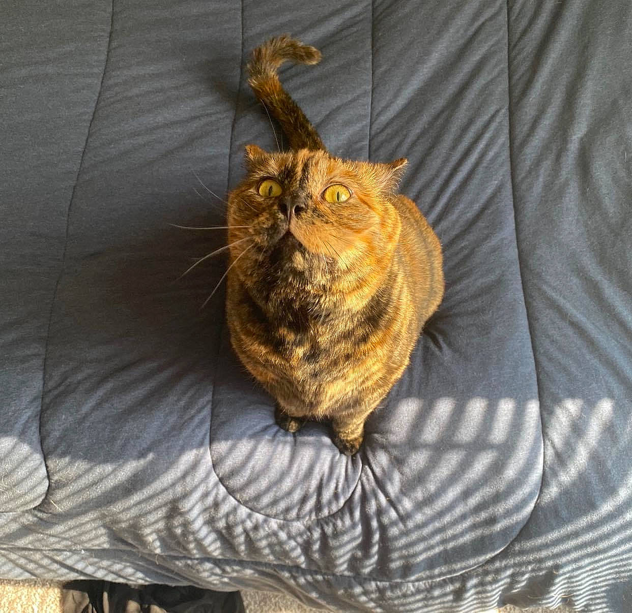 Eleanor is registered to the contest to win money with this photo: bed, carnivore, cat, claw, comfort, domestic_short_haired_cat, felidae, fur, linens, sitting, sleep, small_to_medium_sized_cats, snout, tail, terrestrial_animal, thread, tree, whiskers, wildlife, wood