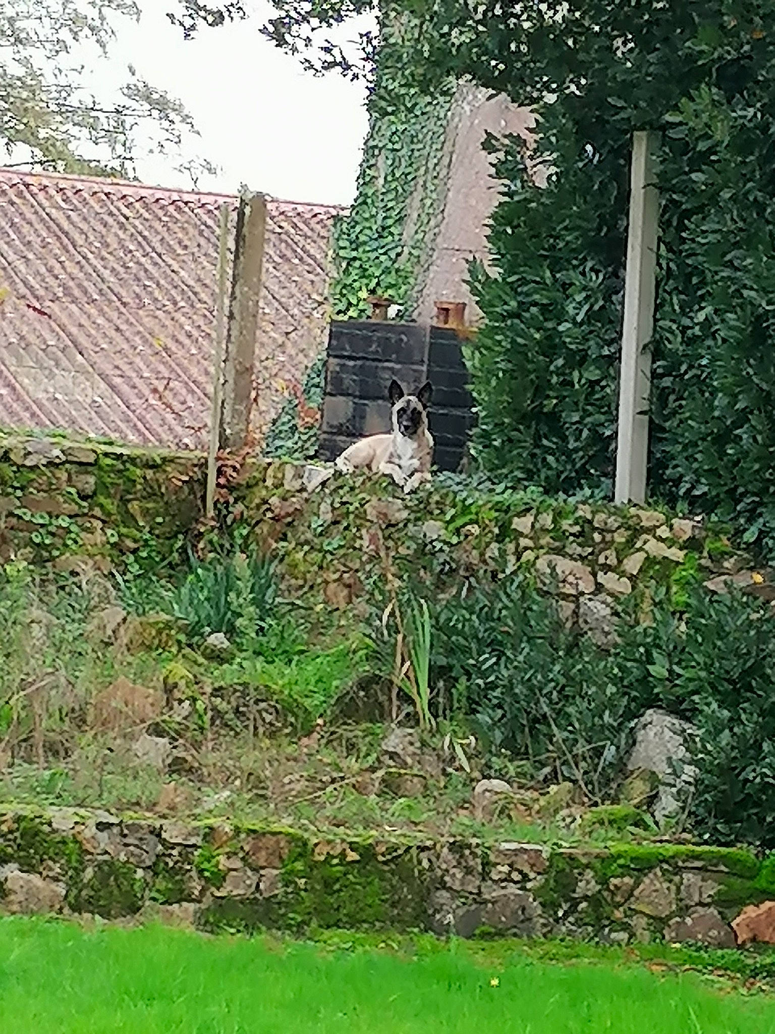 Kiss a rejoint le concours — aidez-le/la à gagner de superbes lots ! backyard, fence, garden, grass, grass_family, green, house, land_lot, landscaping, lawn, plant, shrub, tree, yard