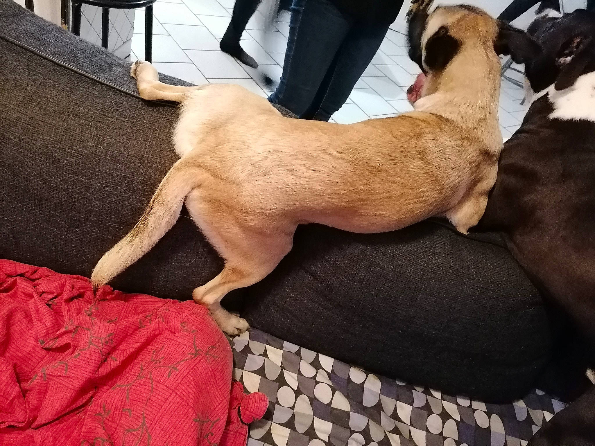 Kiss a rejoint le concours — aidez-le/la à gagner de superbes lots ! boxer, canidae, carnivore, companion_dog, dog, dog_breed, fawn, furniture, great_dane, non_sporting_group, pug, puppy, sporting_group