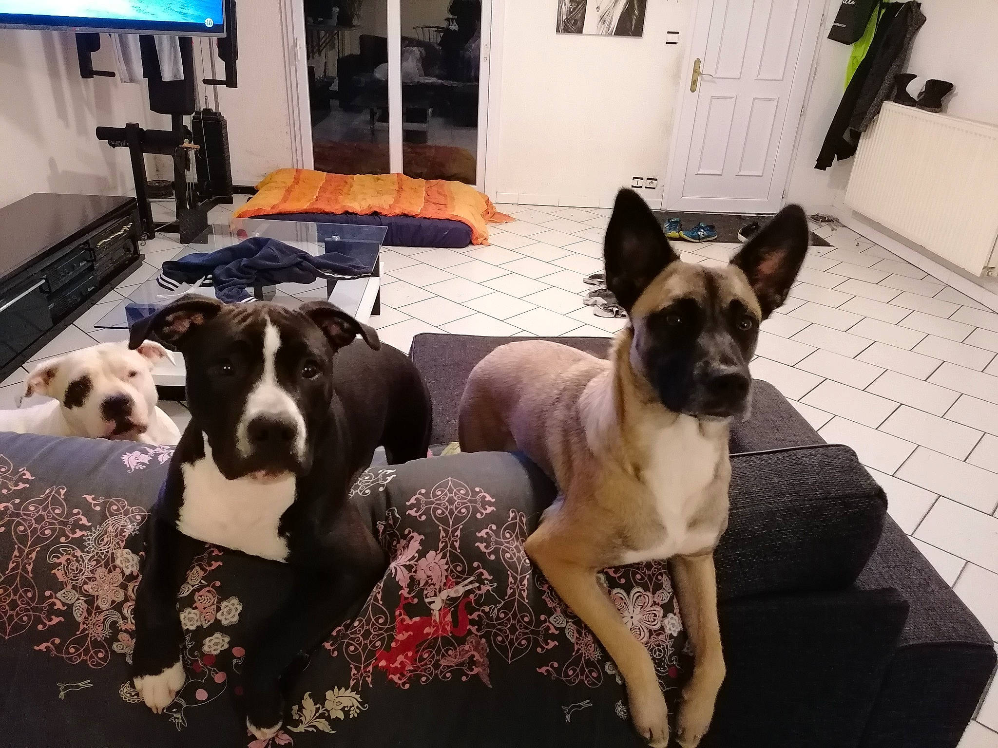 Kiss a rejoint le concours — aidez-le/la à gagner de superbes lots ! american_staffordshire_terrier, boston_terrier, boxer, canidae, carnivore, companion_dog, dog, dog_breed, fawn, french_bulldog, great_dane, mammal, non_sporting_group, nose, pit_bull, puppy, puppy_love, snout, sporting_group, vertebrate