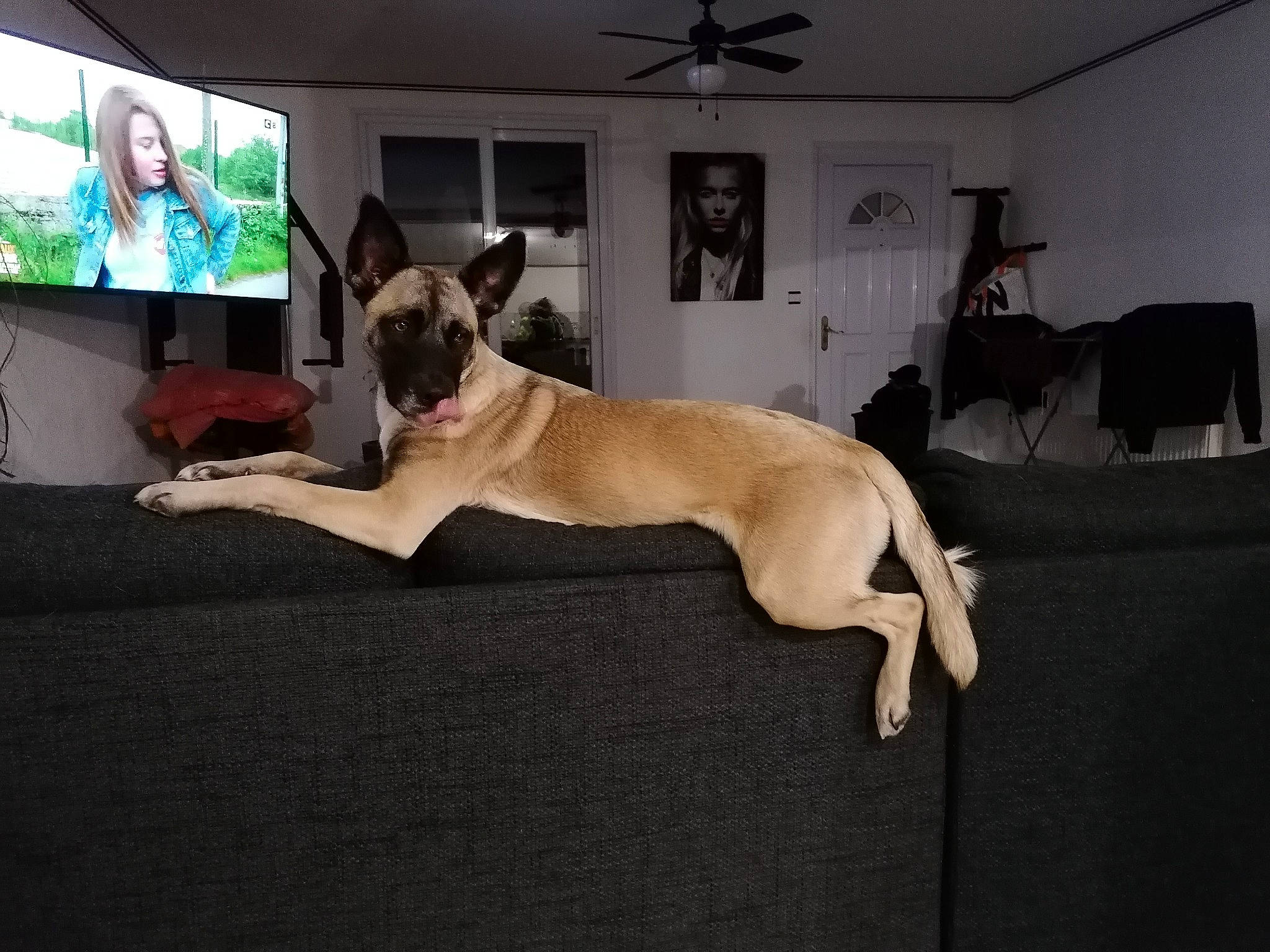 Kiss participe au concours pour gagner de l'argent avec cette photo : canidae, carnivore, dog, dog_breed, fawn, great_dane, guard_dog, mammal, non_sporting_group, vertebrate