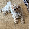 Princess P joined the competition — help win amazing prizes! animal, blanket, brown_spots, companion, cozy, curly_fur, cute, dog, domestic_animal, floor_tiles, fur, indoor, laying_down, looking_up, pet, puppy, resting, small_dog, tile_floor, white_dog