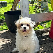 Princess P joined the competition — help win amazing prizes! animal, bee_decoration, cute, daytime, deck, dog, fence, fluffy, green_grass, outdoor, pet, potted_plant, puppy, small_dog, summer, sunlight, tongue_out, white_dog, wooden_deck, yard