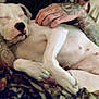 dog, white_dog, sleeping, tattooed_arms, owner, relaxing, indoor, pet, animal, rest, cute, closeup, mammal, domestic_animal, snuggling, peaceful, calm, companionship, human_hand, fur