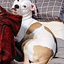 Beauty Baby is registered to the contest to win money with this photo: dog, bed, pillow, wooden_headboard, blanket, indoor, resting, white_dog, tan_patch, curled_up, sleepy, cozy, furniture, animal, pet, canine, fur, relaxed, two_dogs, home