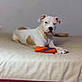 dog, white_dog, brown_patch, bed, toy, orange_toy, blue_toy, indoor, pet, animal, laying_down, calm, paws, canine, domestic_animal, bedspread, resting, looking, neutral_expression, furniture
