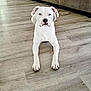 dog, white_dog, floor, wooden_floor, indoor, pet, canine, lying_down, ears, face, animal, furniture, couch, domestic, looking_at_camera, quiet, home, resting, paw, living_room