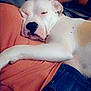 Beauty Baby joined the competition — help win amazing prizes! dog, white_dog, sleeping, cuddling, person, orange_shirt, blue_jeans, indoor, lap, relaxed, comfort, pet, animal, resting, close_up, casual, human, cozy, domestic, companion