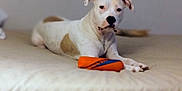 Beauty Baby is registered to the contest to win money with this photo: dog, white_dog, brown_patch, bed, toy, orange_toy, blue_toy, indoor, pet, animal, laying_down, calm, paws, canine, domestic_animal, bedspread, resting, looking, neutral_expression, furniture