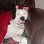 dog, sleeping, white_dog, blanket, couch, leather, cozy, indoor, pet, resting, tongue_out, snuggled, red_blanket, patterned_blanket, relaxed, cute, animal, fur, paw, ears