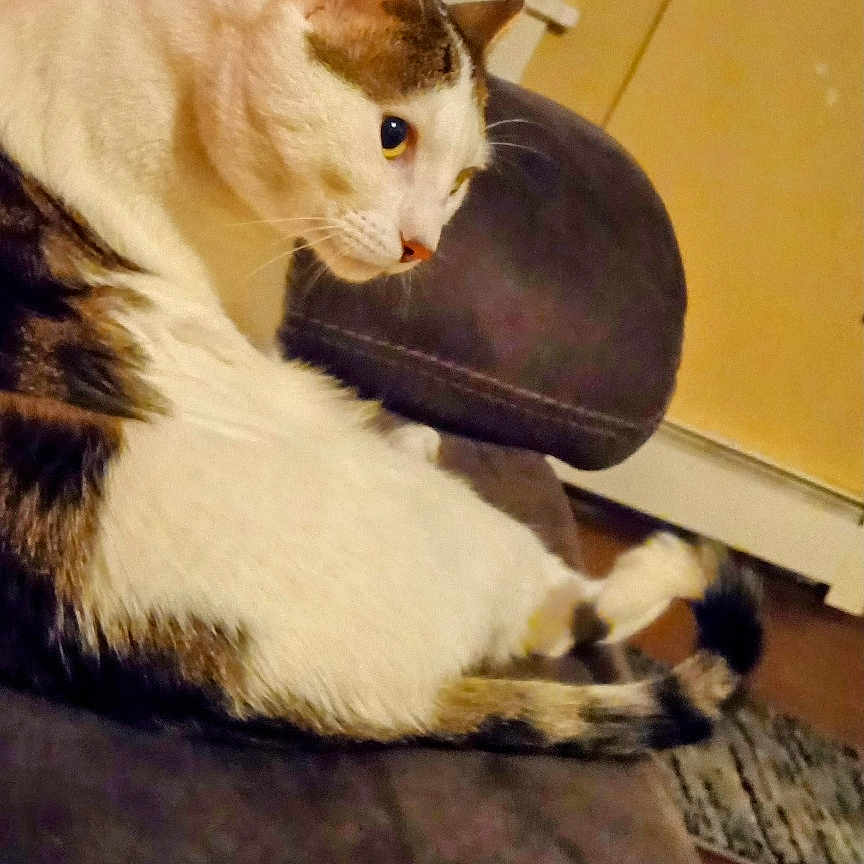Simba