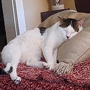 Simba is registered to the contest to win money with this photo: animal, blanket, cat, comfort, cozy, decor, flowers, furniture, home, indoor, nap, pet, pillow, relaxation, resting, sleeping, soft_texture, tabby, vase, white_cat