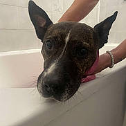 Guess a rejoint le concours — aidez-le/la à gagner de superbes lots ! animal, bathroom, bathtub, bracelet, closeup, concerned, dog, domestic_animal, ears, face, human_hand, indoor, looking, muzzle, pet, pet_care, snout, tiles, wet, white