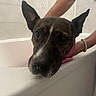 animal, bathroom, bathtub, bracelet, closeup, concerned, dog, domestic_animal, ears, face, human_hand, indoor, looking, muzzle, pet, pet_care, snout, tiles, wet, white