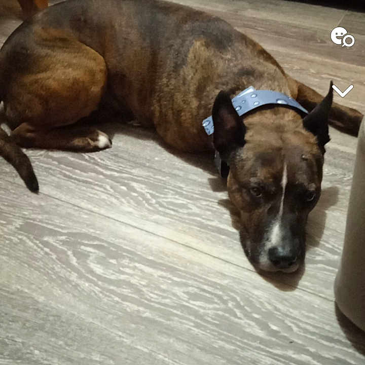 Guess participe au concours pour gagner de l'argent avec cette photo : animal, brindle_coat, brown_dog, canine, collar, couch, dog, domestic_animal, floor, furniture, home, household, indoor, living_room, pet, relaxing, resting, side_view, snapshot, wooden_floor