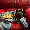 Guess participe au concours pour gagner de l'argent avec cette photo : animal, blanket, brown_dog, canine, comfort, cozy, cute, dog, ears, face, fur, home, indoor, leather, pet, red_couch, relaxed, resting, snuggling, wrapped