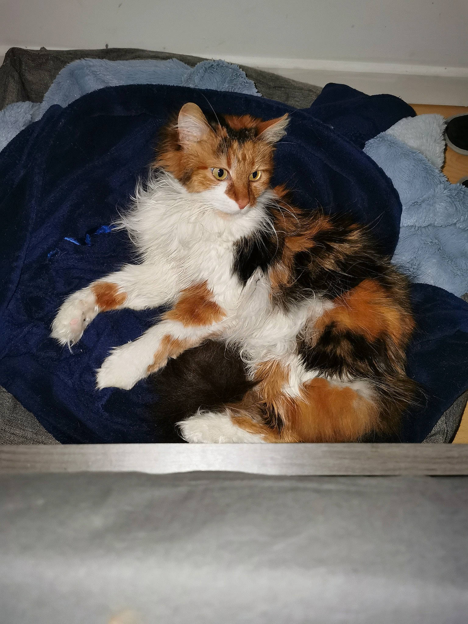 Fauvette participe au concours pour gagner de l'argent avec cette photo : bed, bedding, carnivore, cat, claw, comfort, domestic_short_haired_cat, fawn, felidae, fur, lap, linens, nap, paw, small_to_medium_sized_cats, snout, tail, terrestrial_animal, vertebrate, whiskers