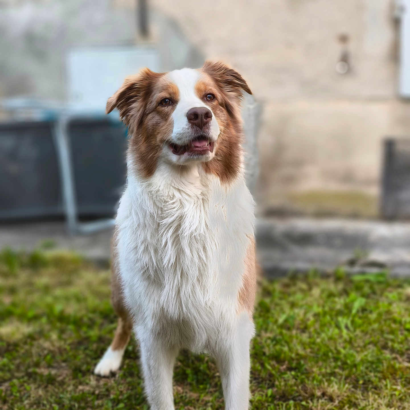 Paco a rejoint le concours — aidez-le/la à gagner de superbes lots ! accessories, animal, canine, cockerspaniel, collie, dog, face, goldenretriever, grass, head, hound, lawn, leash, path, person, pet, plant, puppy, strap, walkway