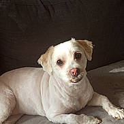 Marley a rejoint le concours — aidez-le/la à gagner de superbes lots ! animal, clean, companion, couch, cute, dog, domestic_animal, fur, groomed, home, indoor, laying_down, living_room, mammal, pet, relaxed, small_dog, sofa, sunlight, white_dog