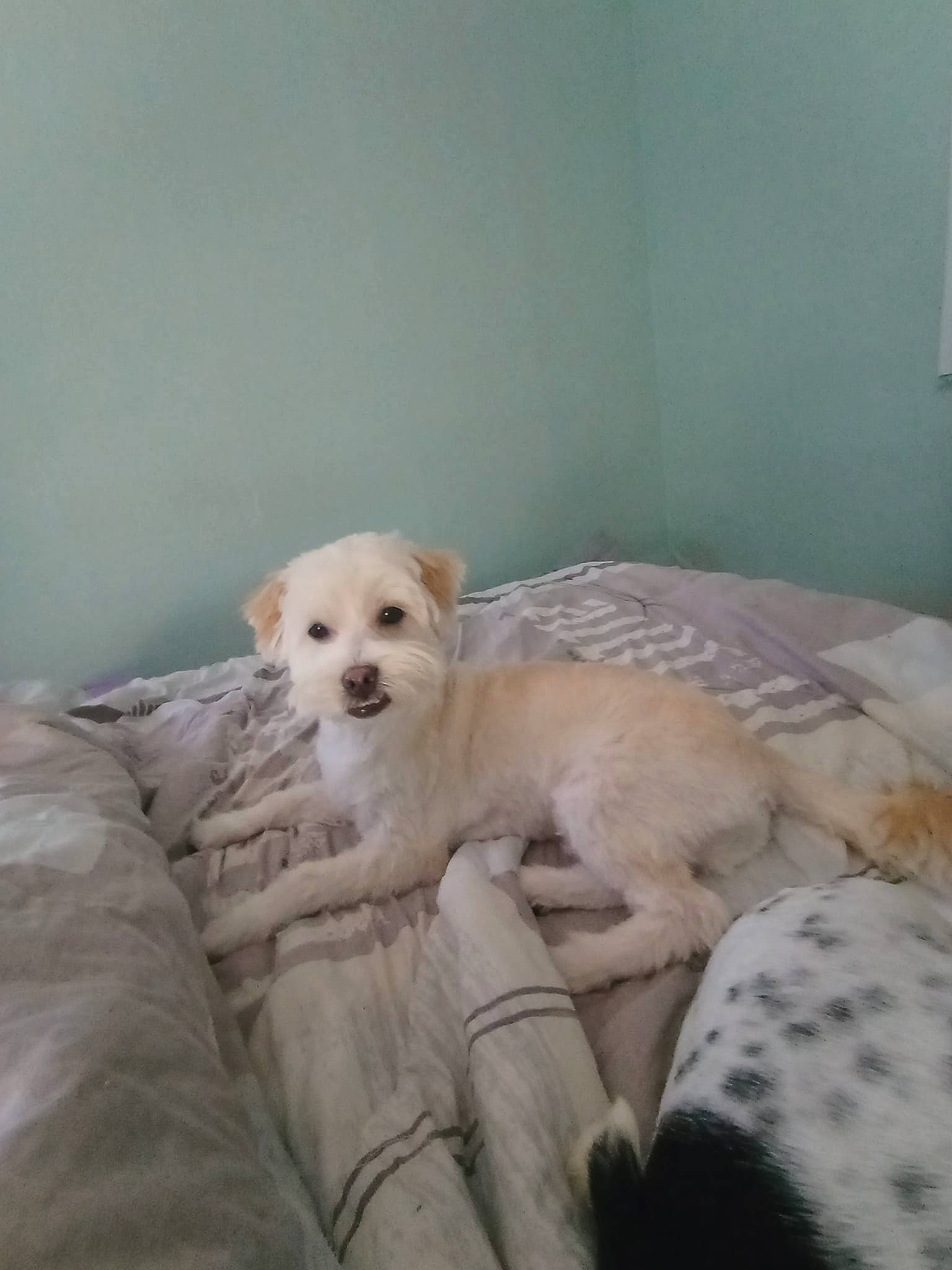 Marley participe au concours pour gagner de l'argent avec cette photo : canidae, carnivore, comfort, companion_dog, couch, dog, dog_breed, dog_supply, fawn, flooring, fur, gun_dog, puppy, retriever, room, snout, sporting_group, whiskers, wood, working_animal