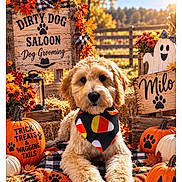 Milo joined the competition — help win amazing prizes! dog, pet, puppy, fluffy, sitting, portrait, autumn, halloween, pumpkins, fall_leaves, outdoor, farm, wooden_sign, dog_grooming, blanket, bandana, costume, seasonal_decor, rustic, social_media_screenshot