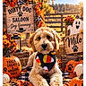dog, pet, puppy, fluffy, sitting, portrait, autumn, halloween, pumpkins, fall_leaves, outdoor, farm, wooden_sign, dog_grooming, blanket, bandana, costume, seasonal_decor, rustic, social_media_screenshot