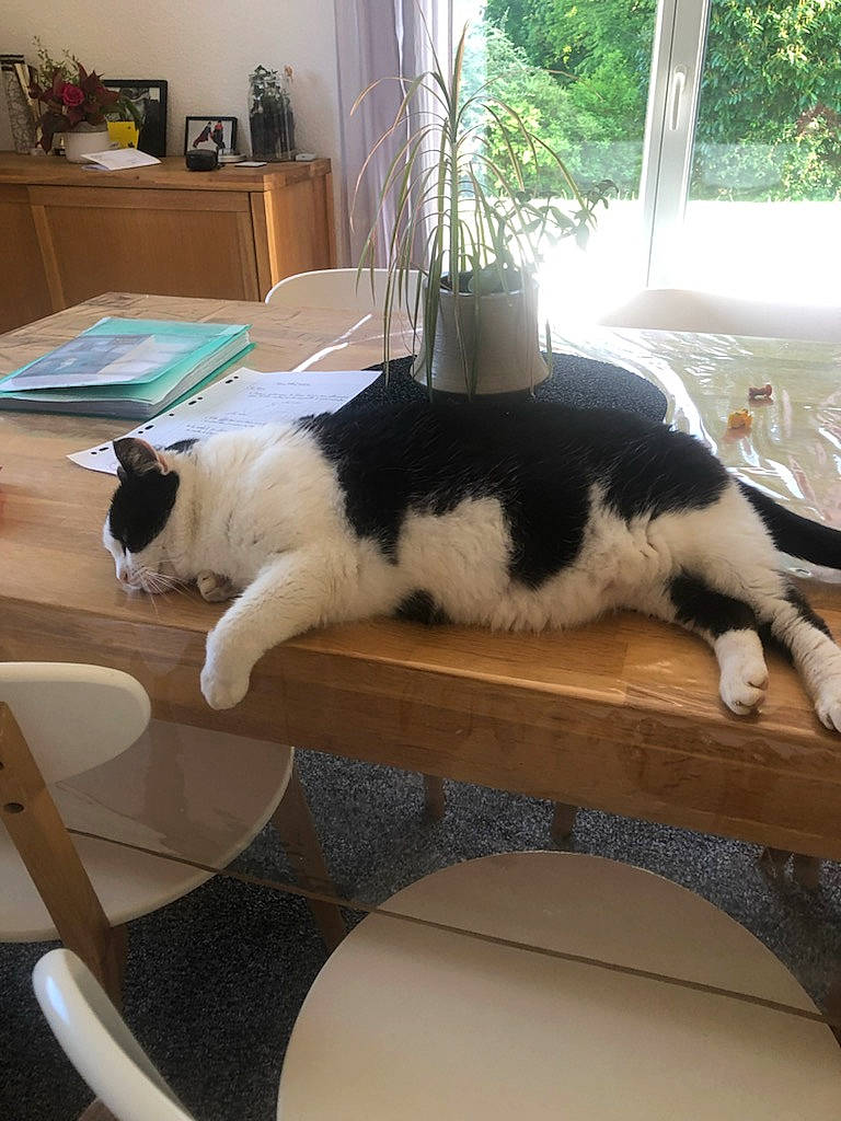 Orea participe au concours pour gagner de l'argent avec cette photo : carnivore, cat, chair, comfort, domestic_short_haired_cat, felidae, flooring, fur, furniture, hardwood, houseplant, mammal, plant, room, small_to_medium_sized_cats, table, tail, vertebrate, whiskers, wood