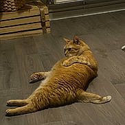 Mustang participe au concours pour gagner de l'argent avec cette photo : cat, orange_tabby, lying_down, floor, wooden_floor, indoor, pet, animal, relaxed, feline, cozy, basket, radiator, home, fur, whiskers, paws, cute, lazy, domestic_cat