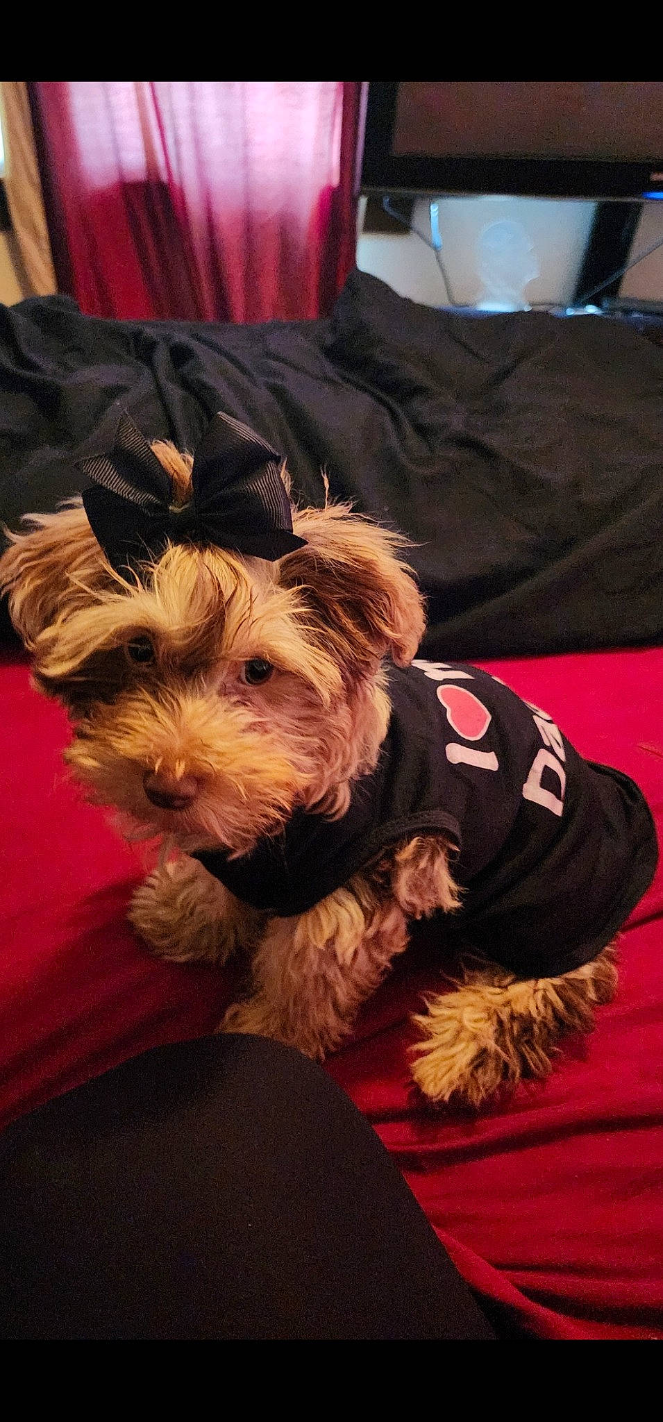 Unique is registered to the contest to win money with this photo: biewer_terrier, canidae, carnivore, companion_dog, dog, dog_breed, dog_clothes, dog_supply, event, fur, maltepoo, non_sporting_group, small_terrier, snout, sporting_group, terrier, toy_dog, working_animal, yorkipoo