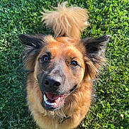 Bojangles is registered to the contest to win money with this photo: dog, happy, smiling, outdoor, grass, pet, canine, fluffy, tail, ears, fur, nature, animal, sunlight, playful, friendly, tongue, collar, portrait, closeup