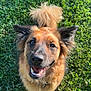 dog, happy, smiling, outdoor, grass, pet, canine, fluffy, tail, ears, fur, nature, animal, sunlight, playful, friendly, tongue, collar, portrait, closeup