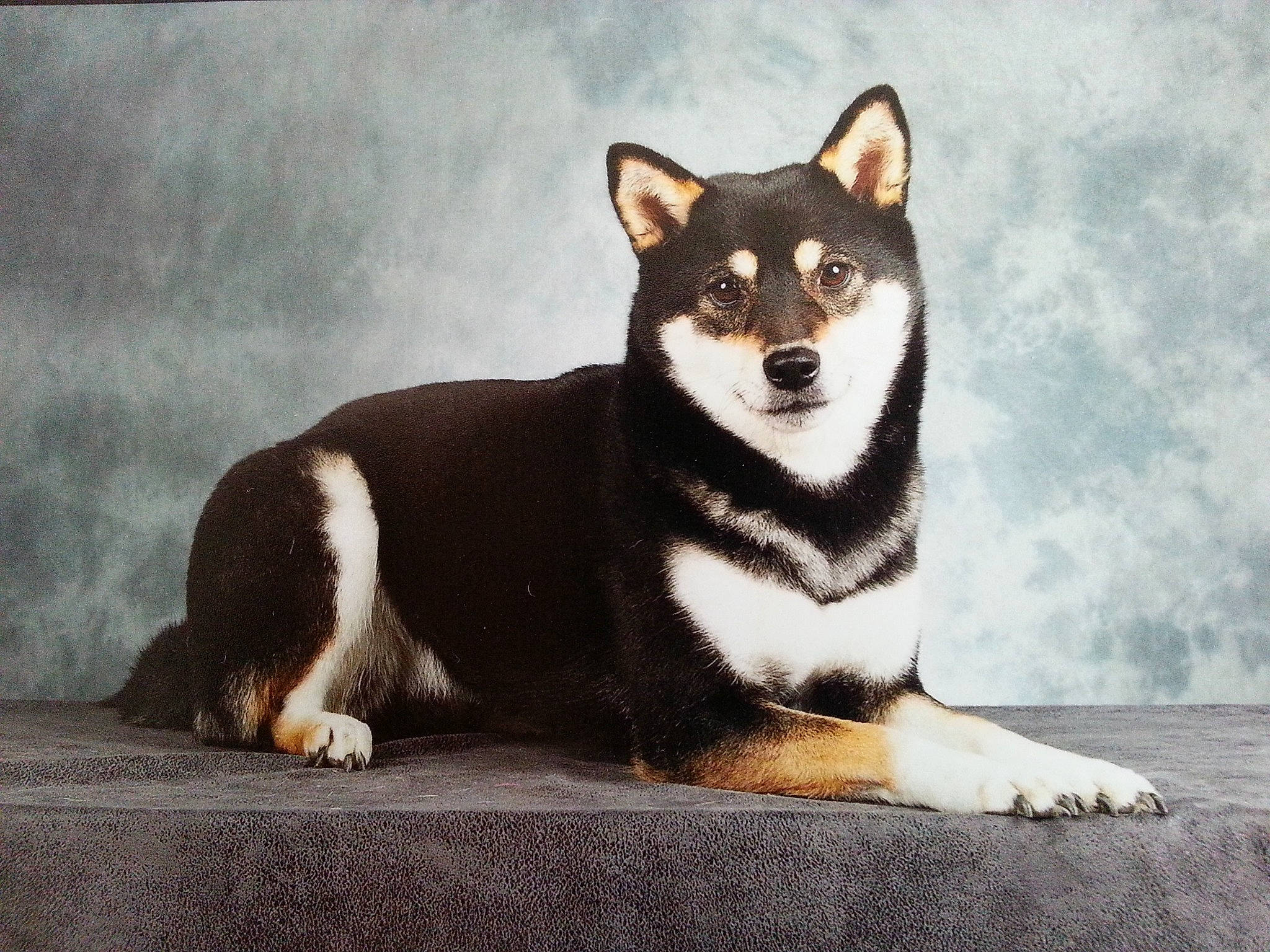 Hina participe au concours pour gagner de l'argent avec cette photo : ancient_dog_breeds, art, canidae, canis, carnivore, companion_dog, dog, dog_breed, fur, illustration, non_sporting_group, sled_dog, snout, sporting_group, tail, terrestrial_animal, tree, whiskers, working_animal, working_dog