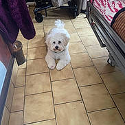 Paco a rejoint le concours — aidez-le/la à gagner de superbes lots ! dog, puppy, white_dog, fluffy, small_dog, pet, animal, sitting, indoors, tile_floor, home, furniture, blanket, wheelchair, portrait, looking_at_camera, cute, fur, paws, centered_subject