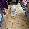 dog, puppy, white_dog, fluffy, small_dog, pet, animal, sitting, indoors, tile_floor, home, furniture, blanket, wheelchair, portrait, looking_at_camera, cute, fur, paws, centered_subject