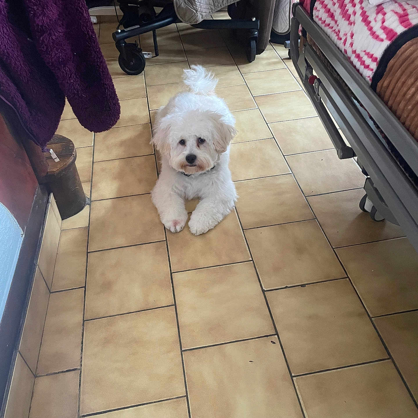 Paco
