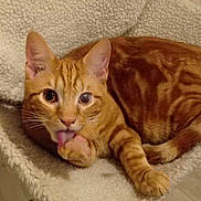 Kistune a rejoint le concours — aidez-le/la à gagner de superbes lots ! cat, orange_tabby, pet, feline, animal, grooming, licking_paw, tongue, whiskers, green_eyes, striped_fur, curled_up, lying_down, close_up, portrait, fluffy, indoor, soft_blanket, cozy, adorable