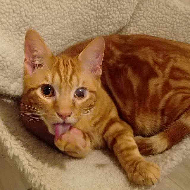 Kistune a rejoint le concours — aidez-le/la à gagner de superbes lots ! cat, orange_tabby, pet, feline, animal, grooming, licking_paw, tongue, whiskers, green_eyes, striped_fur, curled_up, lying_down, close_up, portrait, fluffy, indoor, soft_blanket, cozy, adorable