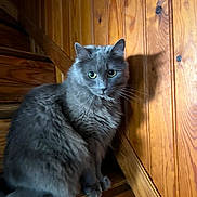 Chanel participe au concours pour gagner de l'argent avec cette photo : cat, gray_cat, fluffy, longhaired, green_eyes, whiskers, ears, fur, sitting, staircase, wooden_stairs, wood_paneling, indoors, cabin, rustic, portrait, pet, animal, shadow, cozy