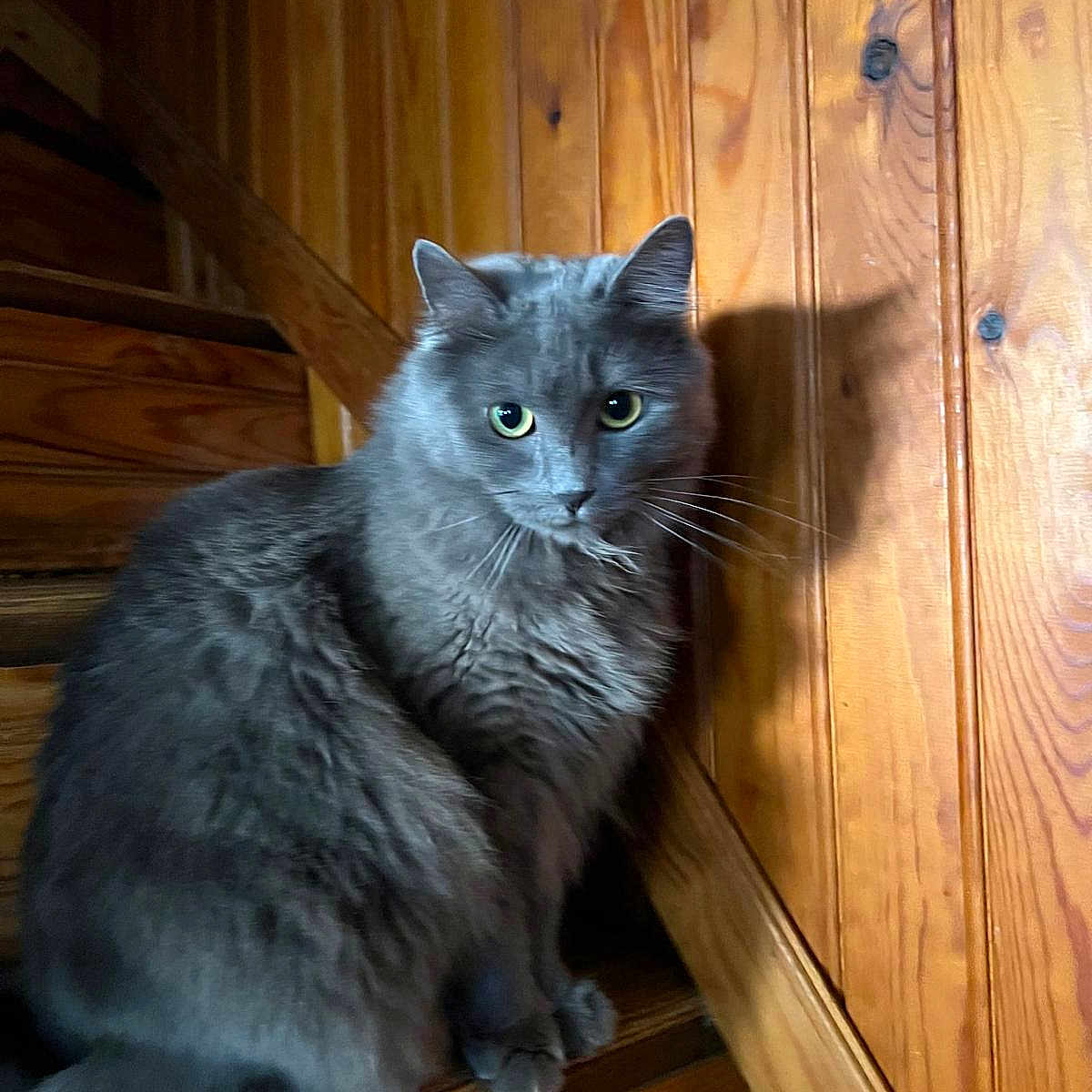 Chanel participe au concours pour gagner de l'argent avec cette photo : cat, gray_cat, fluffy, longhaired, green_eyes, whiskers, ears, fur, sitting, staircase, wooden_stairs, wood_paneling, indoors, cabin, rustic, portrait, pet, animal, shadow, cozy