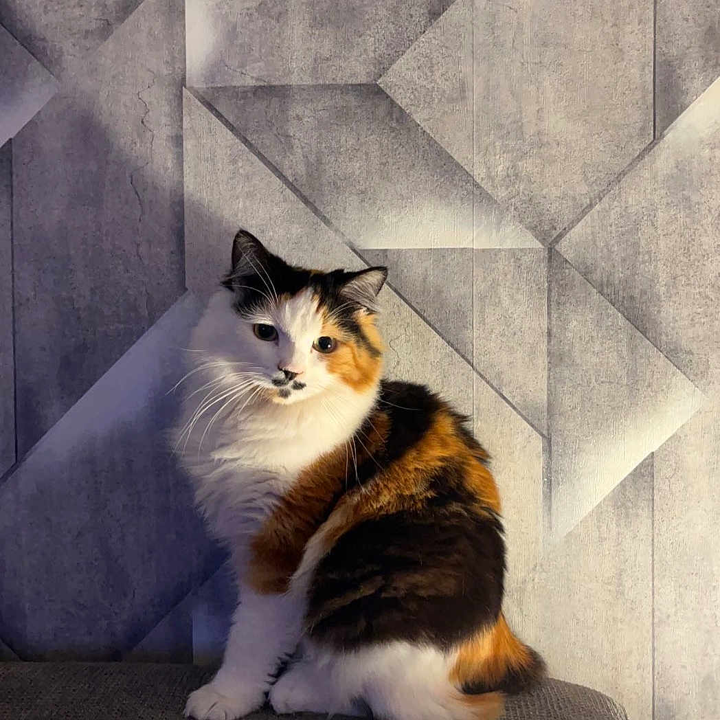 Chipie participe au concours pour gagner de l'argent avec cette photo : abyssinian, angora, animal, architecture, blanket, building, canine, cat, chair, couch, cushion, dog, furniture, homedecor, indoors, interiordesign, kitten, manx, pet, wall