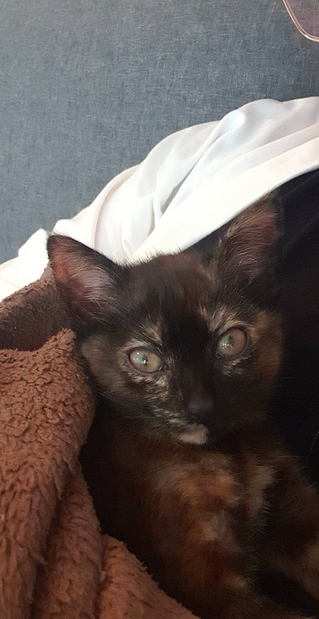 Patchworks a rejoint le concours — aidez-le/la à gagner de superbes lots ! asian, black_cat, bombay, burmese, carnivore, cat, devon_rex, ear, felidae, german_rex, havana_brown, javanese, kitten, mammal, oriental_longhair, oriental_shorthair, small_to_medium_sized_cats, snout, tonkinese, whiskers