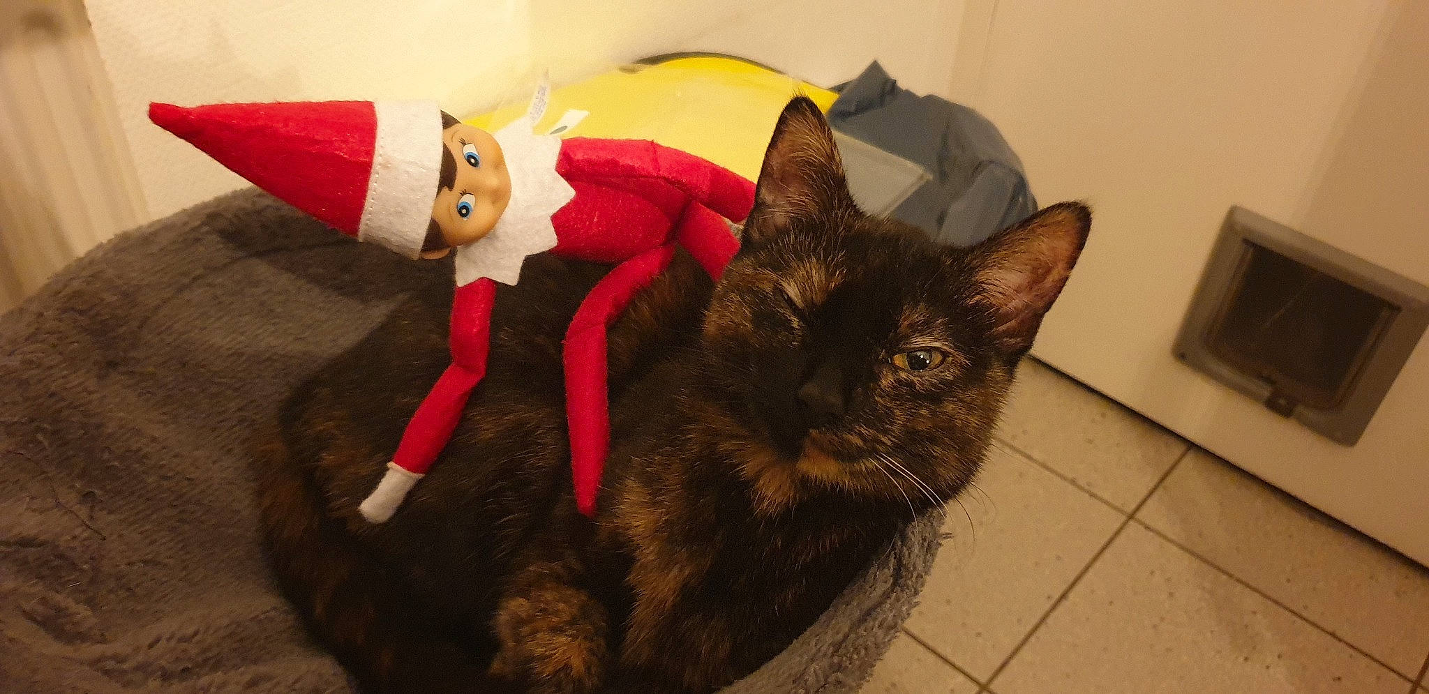 Patchworks a rejoint le concours — aidez-le/la à gagner de superbes lots ! black_cat, carnivore, cat, domestic_short_haired_cat, felidae, fur, german_rex, kitten, small_to_medium_sized_cats, tail, whiskers