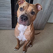 Brako participe au concours pour gagner de l'argent avec cette photo : animal, brown, cabinet, can, curious, dog, domestic, ears, eyes, floor, furniture, home, indoor, mammal, nose, pet, portrait, sitting, tail, white