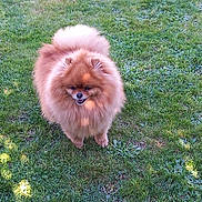 Riley participe au concours pour gagner de l'argent avec cette photo : animal, canine, cute, dog, fluffy, fur, grass, greenery, lawn, mischievous, nature, outdoor, pet, playful, pomeranian, shadow, small_dog, smiling, standing, sunlight