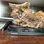 Duck is registered to the contest to win money with this photo: cat, feline, tongue_out, long_hair, green_eyes, fur, magnavox, bluray_player, electronics, tv, media_player, wood_table, indoor, pet, resting, close_up, smug_expression, fluffy, sitting, surface