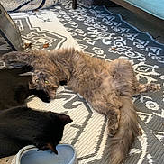 Duck is registered to the contest to win money with this photo: cat, grey_cat, black_cat, fluffy, tail, paws, whiskers, crocs, shoe, patterned_rug, rug, couch, living_room, indoor, relaxed, nap, pet, fur, furniture, flooring