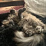 Duck is registered to the contest to win money with this photo: cat, kitten, fluffy_fur, sleeping, belly_up, paw, tail, blanket, pillow, leather_sofa, living_room, indoor, pet, cozy, napping, photo_frame, tin_container, smartphone_screenshot, thumbnail_strip, fur