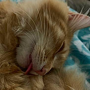 Butter joined the competition — help win amazing prizes! cat, ginger_cat, orange_cat, feline, pet, sleeping, nap, tongue_out, whiskers, close_up, fur, cozy, blanket, paws, ear, nose, muzzle, domestic_pet, indoor, portrait